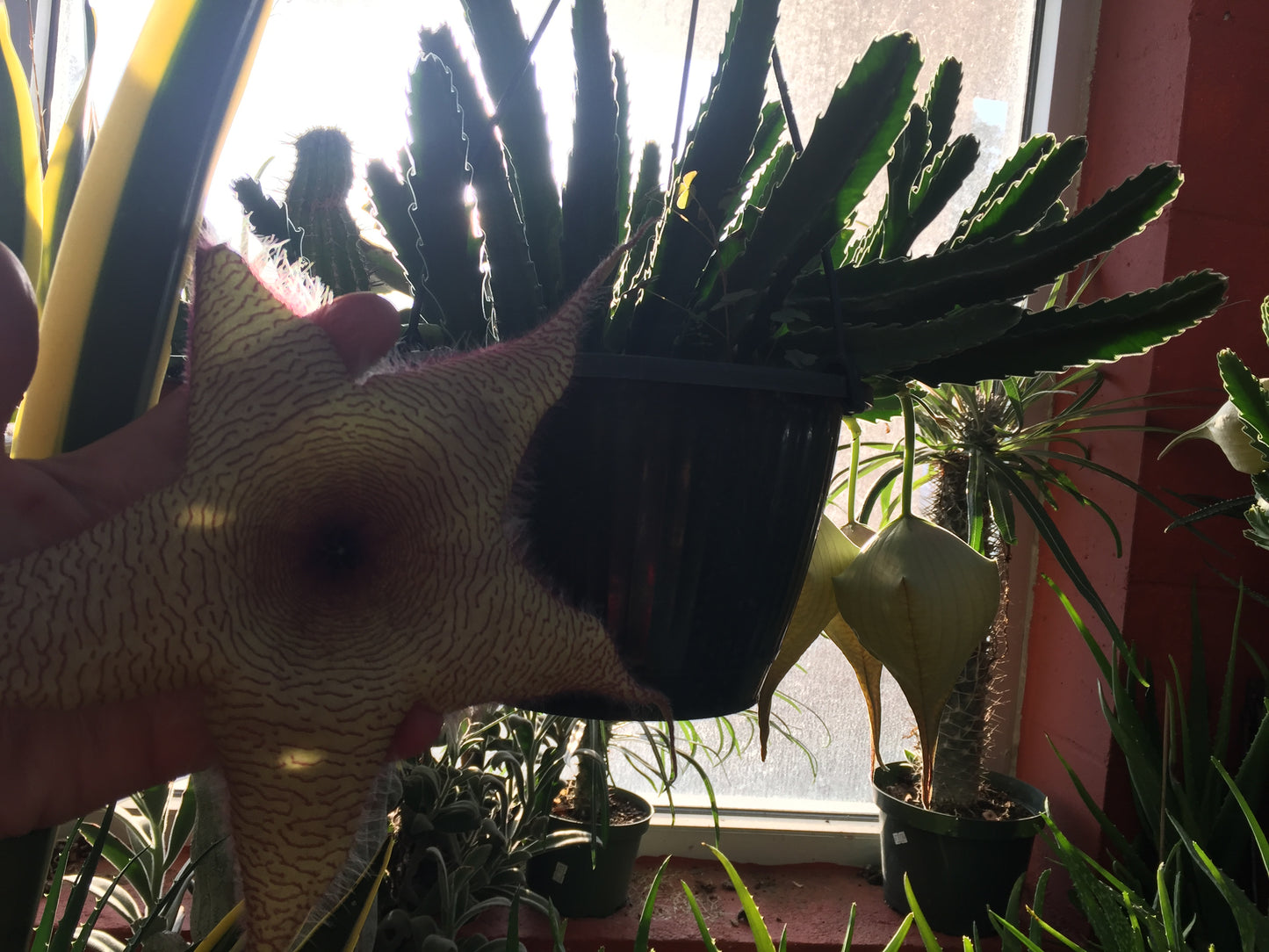 Stapelia Gigantea 4 Inch Potted Plant - GIANT FLOWERS !!! Well Rooted And Healthy - Starfish Cactus - Cannot Ship To California Or Arizona