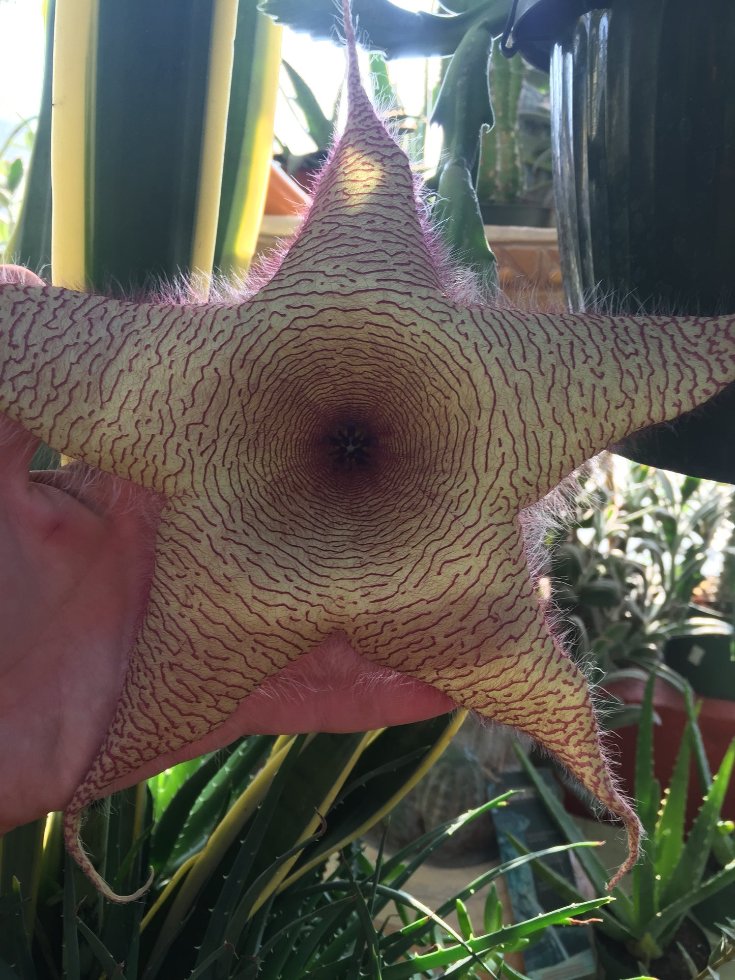Stapelia Gigantea 4 Inch Potted Plant - GIANT FLOWERS !!! Well Rooted And Healthy - Starfish Cactus - Cannot Ship To California Or Arizona
