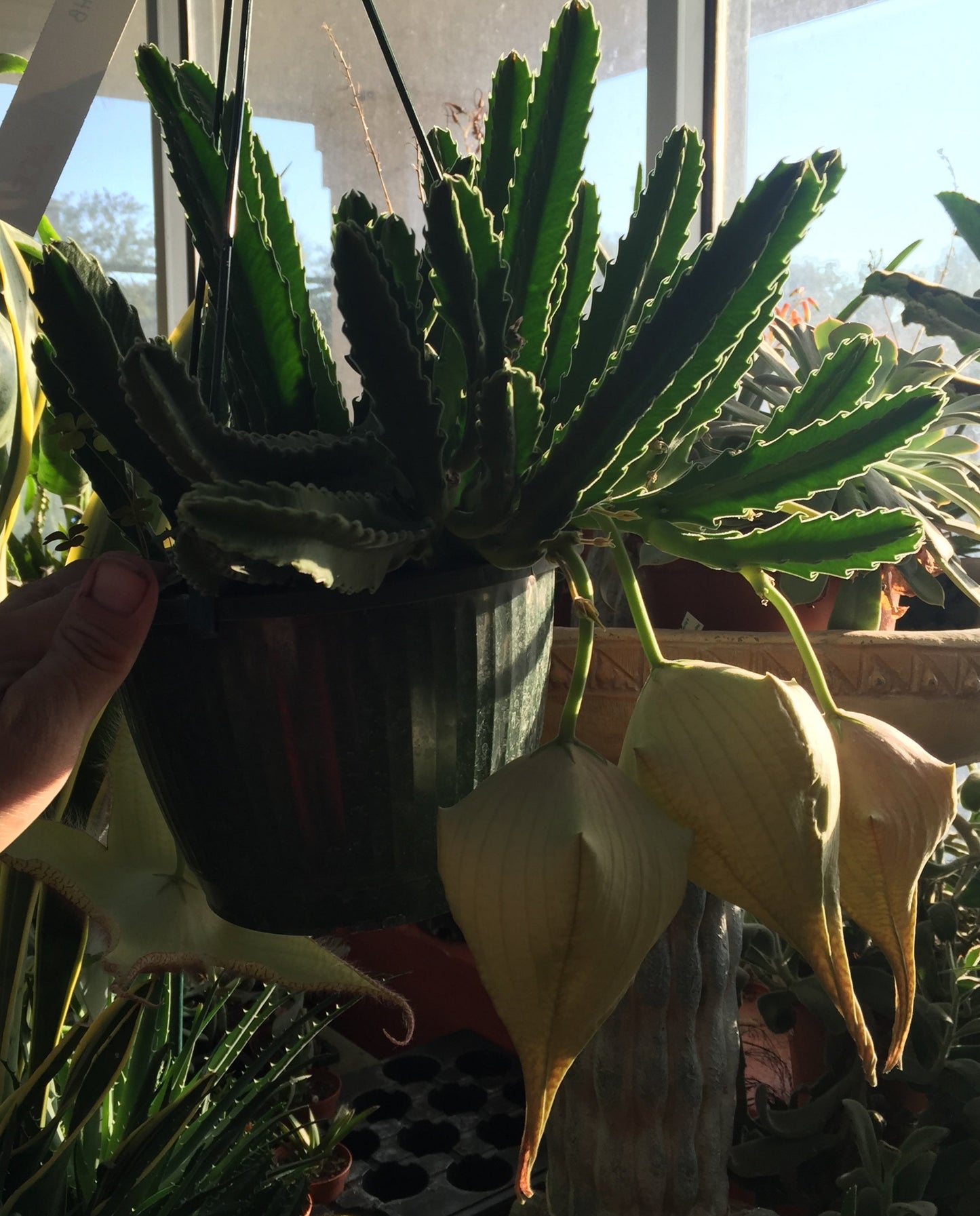 Stapelia Gigantea 4 Inch Potted Plant - GIANT FLOWERS !!! Well Rooted And Healthy - Starfish Cactus - Cannot Ship To California Or Arizona