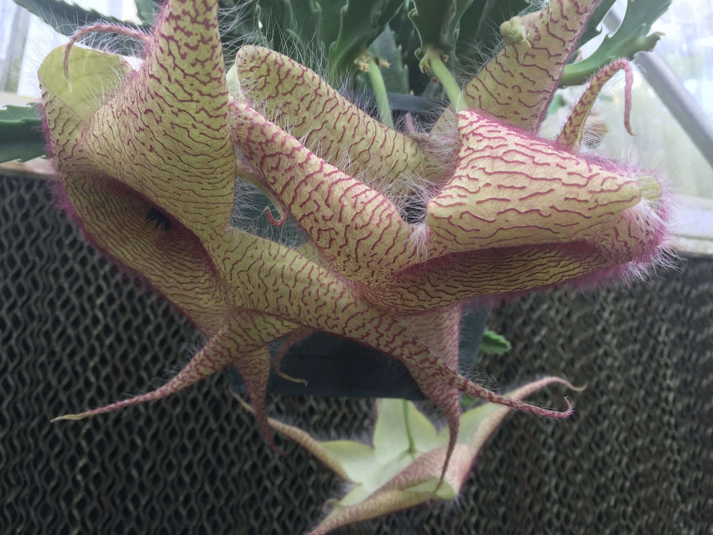 Stapelia Gigantea 4 Inch Potted Plant - GIANT FLOWERS !!! Well Rooted And Healthy - Starfish Cactus - Cannot Ship To California Or Arizona