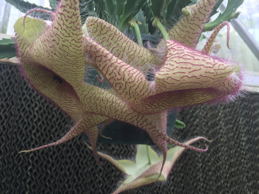 Stapelia Gigantea 4 Inch Potted Plant - GIANT FLOWERS !!! Well Rooted And Healthy - Starfish Cactus - Cannot Ship To California Or Arizona