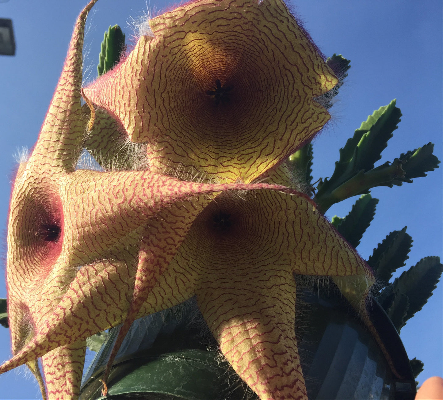 Stapelia Gigantea 4 Inch Potted Plant - GIANT FLOWERS !!! Well Rooted And Healthy - Starfish Cactus - Cannot Ship To California Or Arizona