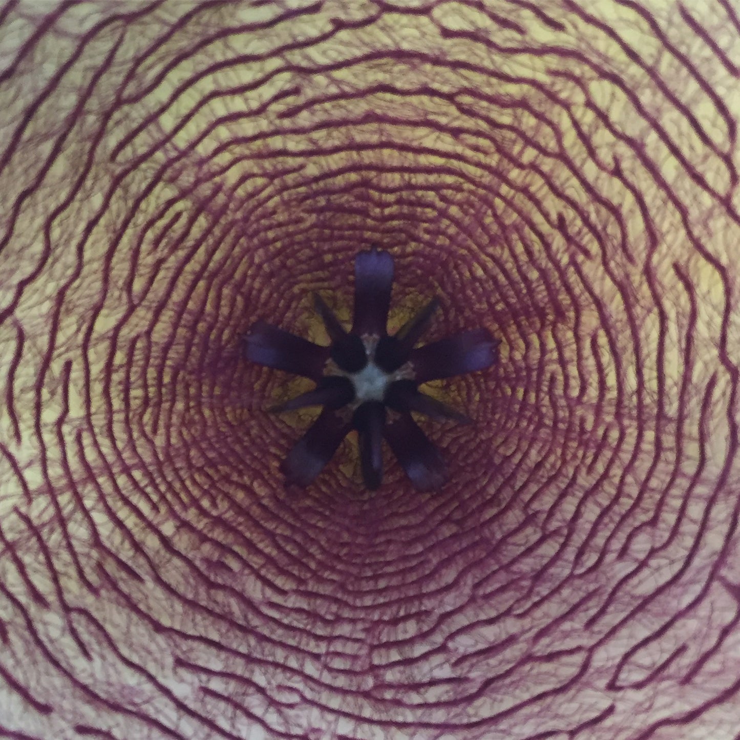 Stapelia Gigantea 4 Inch Potted Plant - GIANT FLOWERS !!! Well Rooted And Healthy - Starfish Cactus - Cannot Ship To California Or Arizona
