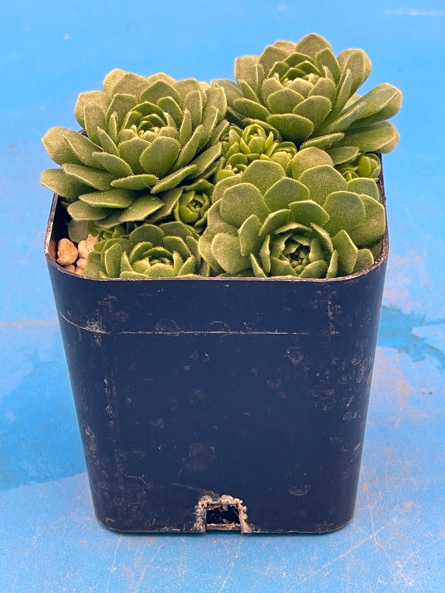 Turkish Stonecrop - RARE - Prometheum Muratdaghense - Ships in 2” pot