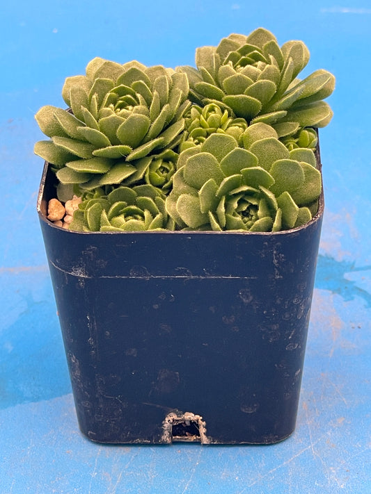 Turkish Stonecrop - RARE - Prometheum Muratdaghense - Ships in 2” pot