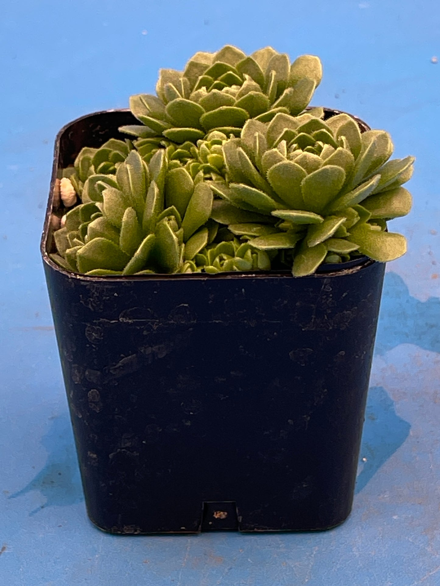 Turkish Stonecrop - RARE - Prometheum Muratdaghense - Ships in 2” pot