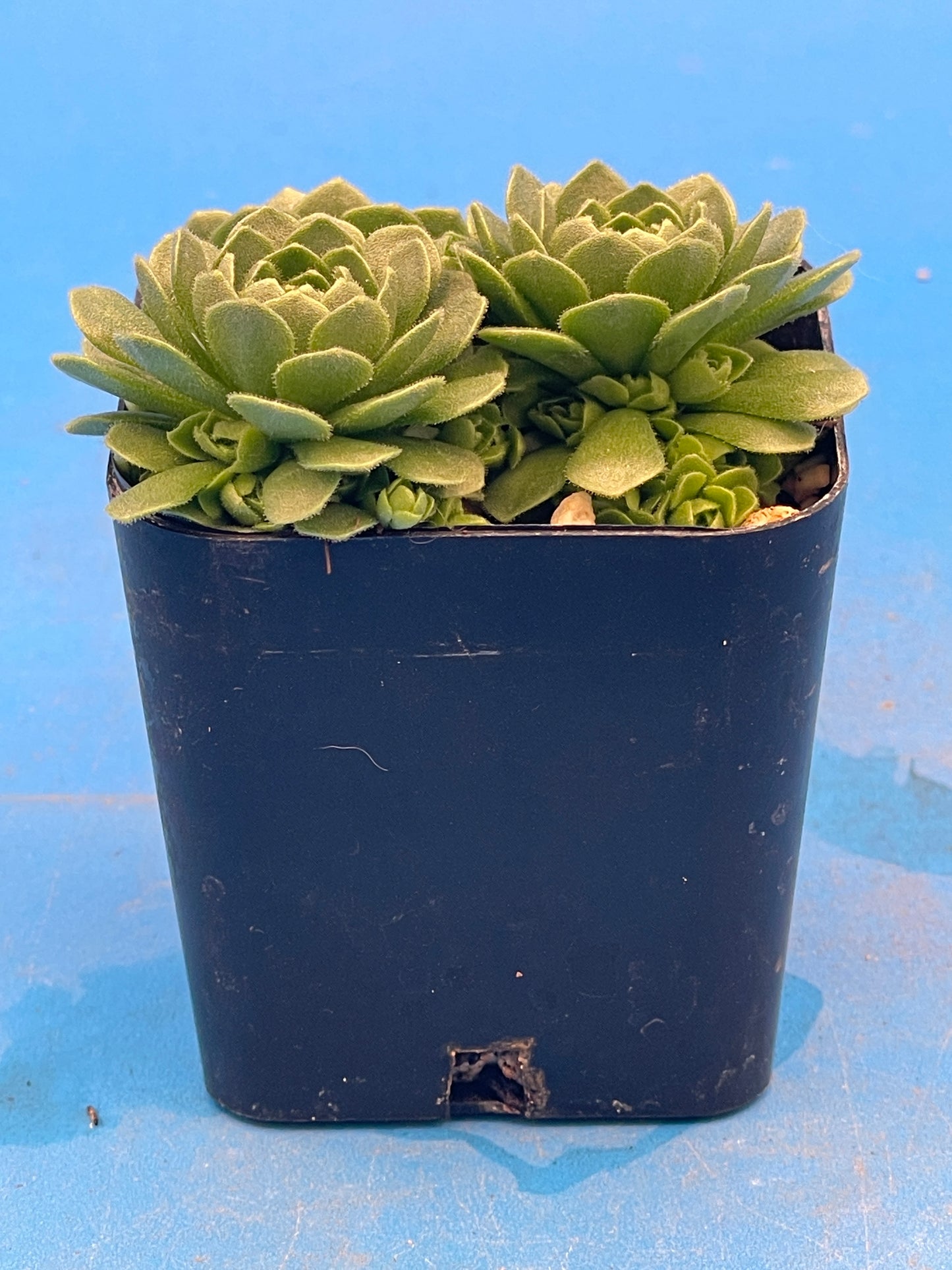 Turkish Stonecrop - RARE - Prometheum Muratdaghense - Ships in 2” pot