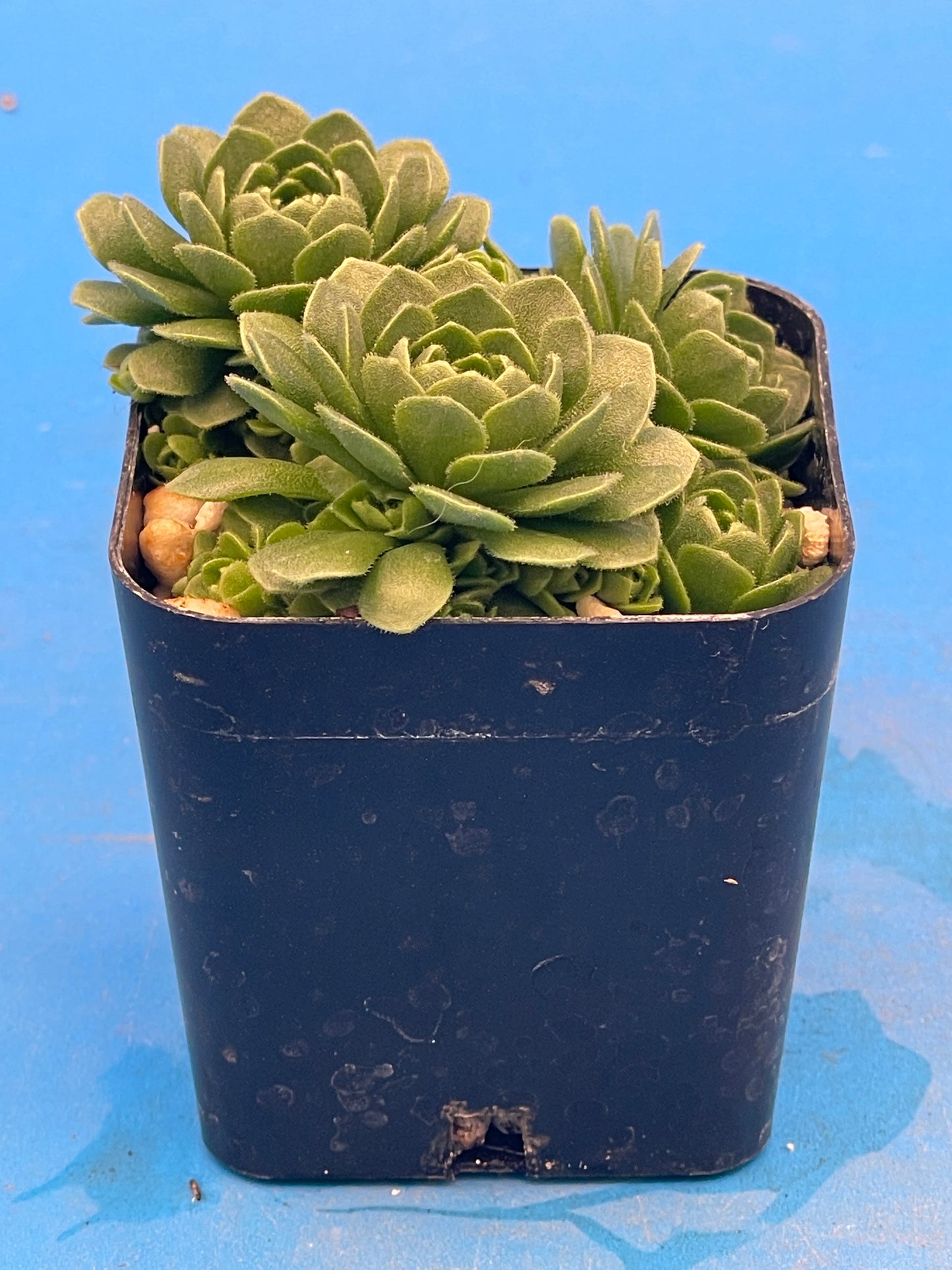Turkish Stonecrop - RARE - Prometheum Muratdaghense - Ships in 2” pot