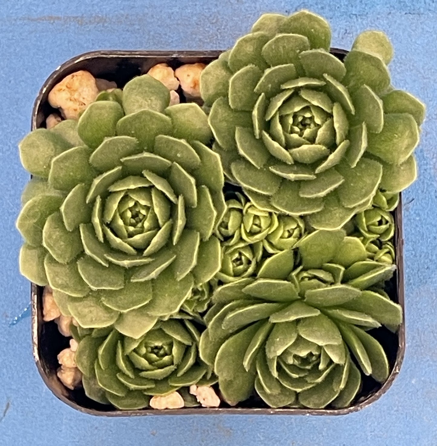 Turkish Stonecrop - RARE - Prometheum Muratdaghense - Ships in 2” pot