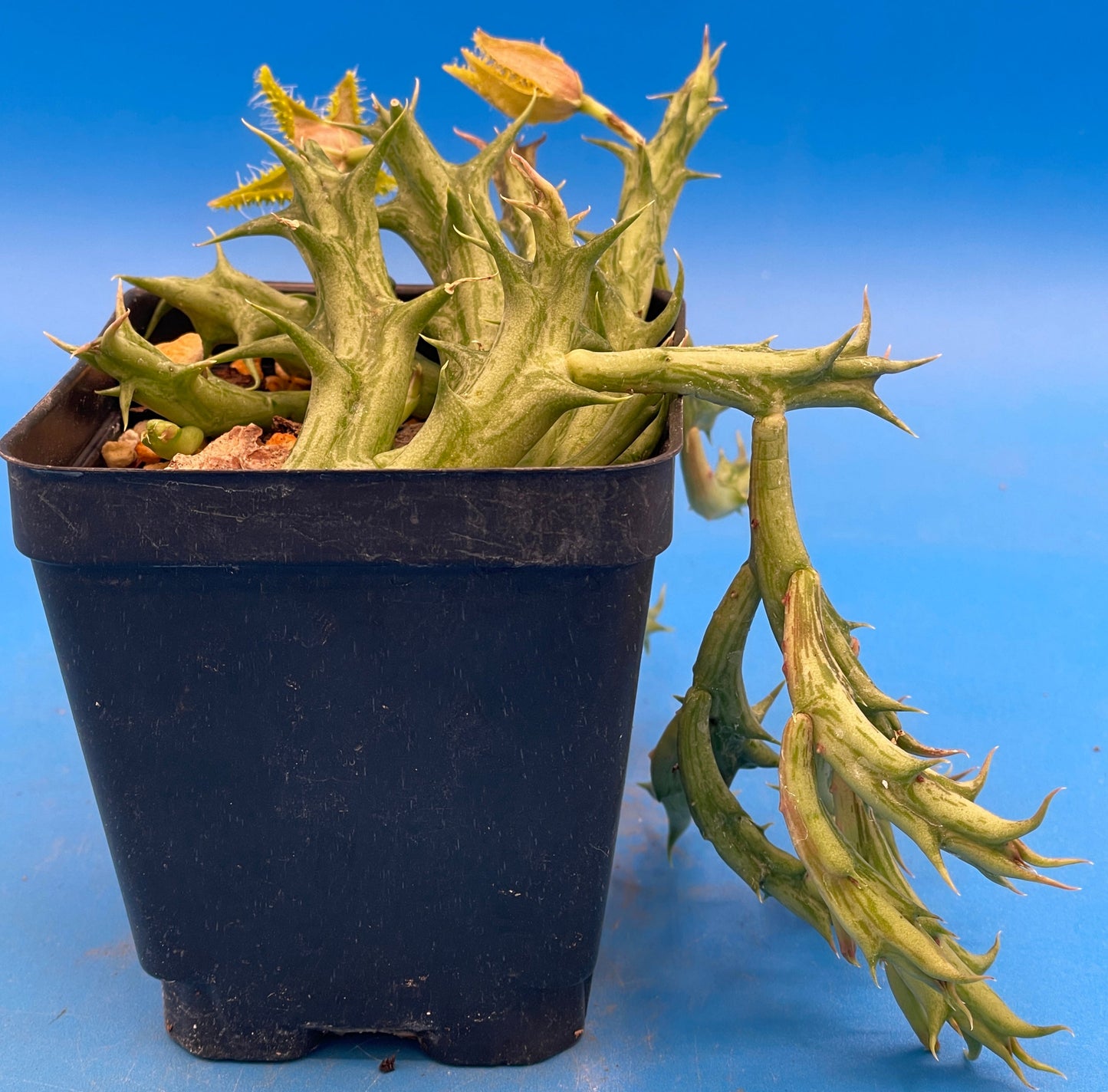 Orbea Dummeri BLOOMING-EXACT PLANT! 4" Pot WELL ROOTED Ready For Hanging Basket! 5-17-25 pics