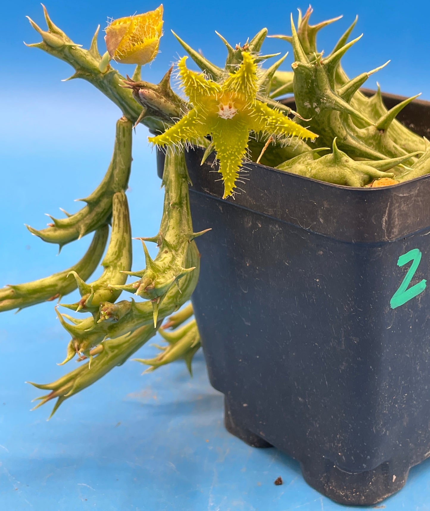 Orbea Dummeri BLOOMING-EXACT PLANT! 4" Pot WELL ROOTED Ready For Hanging Basket! 5-17-25 pics
