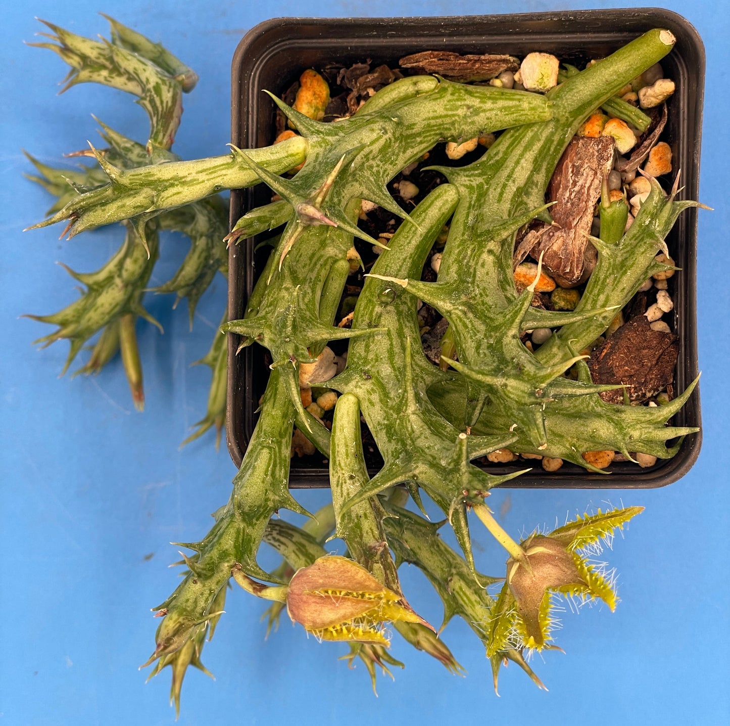 Orbea Dummeri BLOOMING-EXACT PLANT! 4" Pot WELL ROOTED Ready For Hanging Basket! 5-17-25 pics