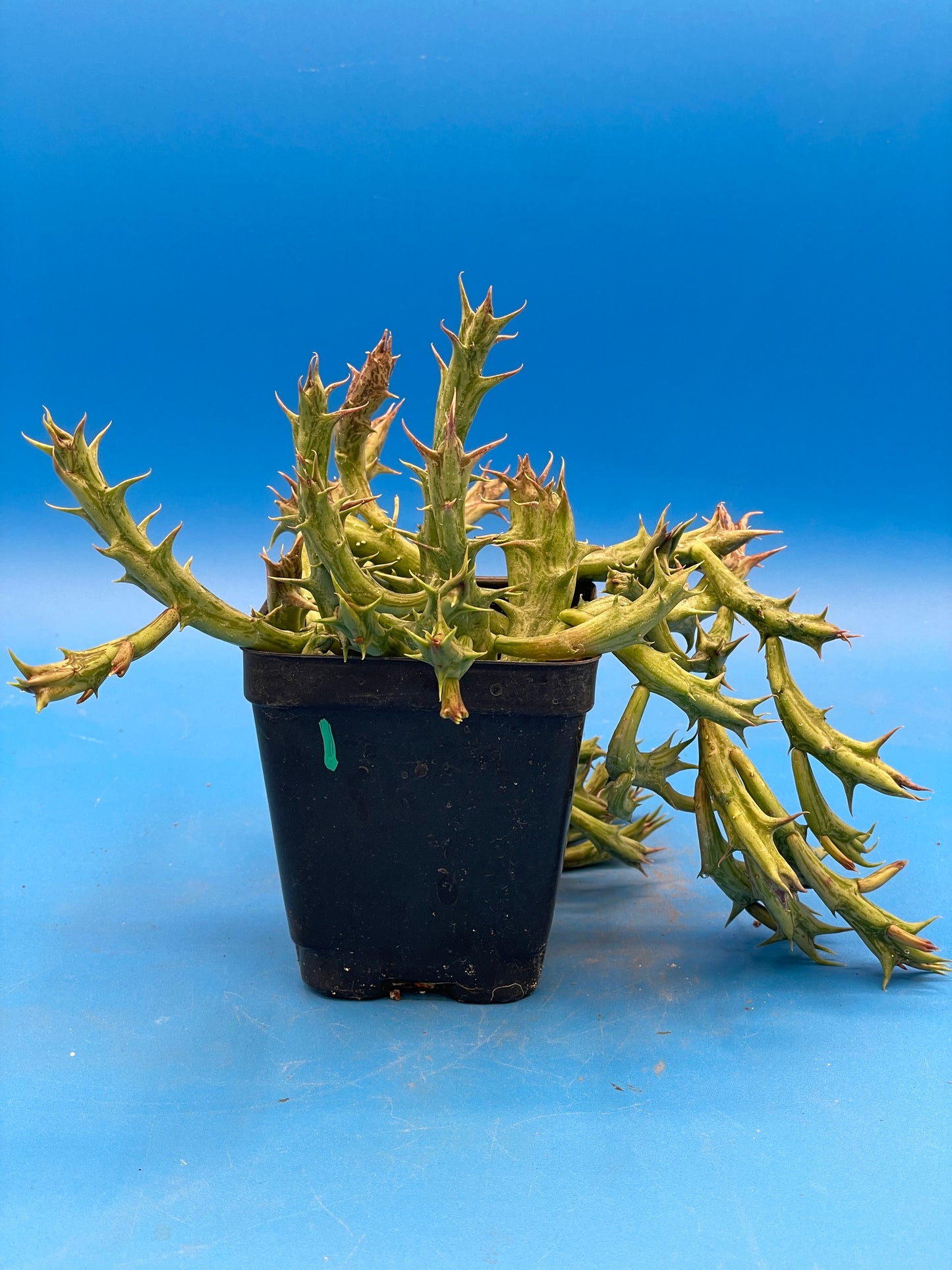 Orbea Dummeri - EXACT PLANT! GIANT! 3.5" Pot Ready 4 Hanging Basket! So Healthy!