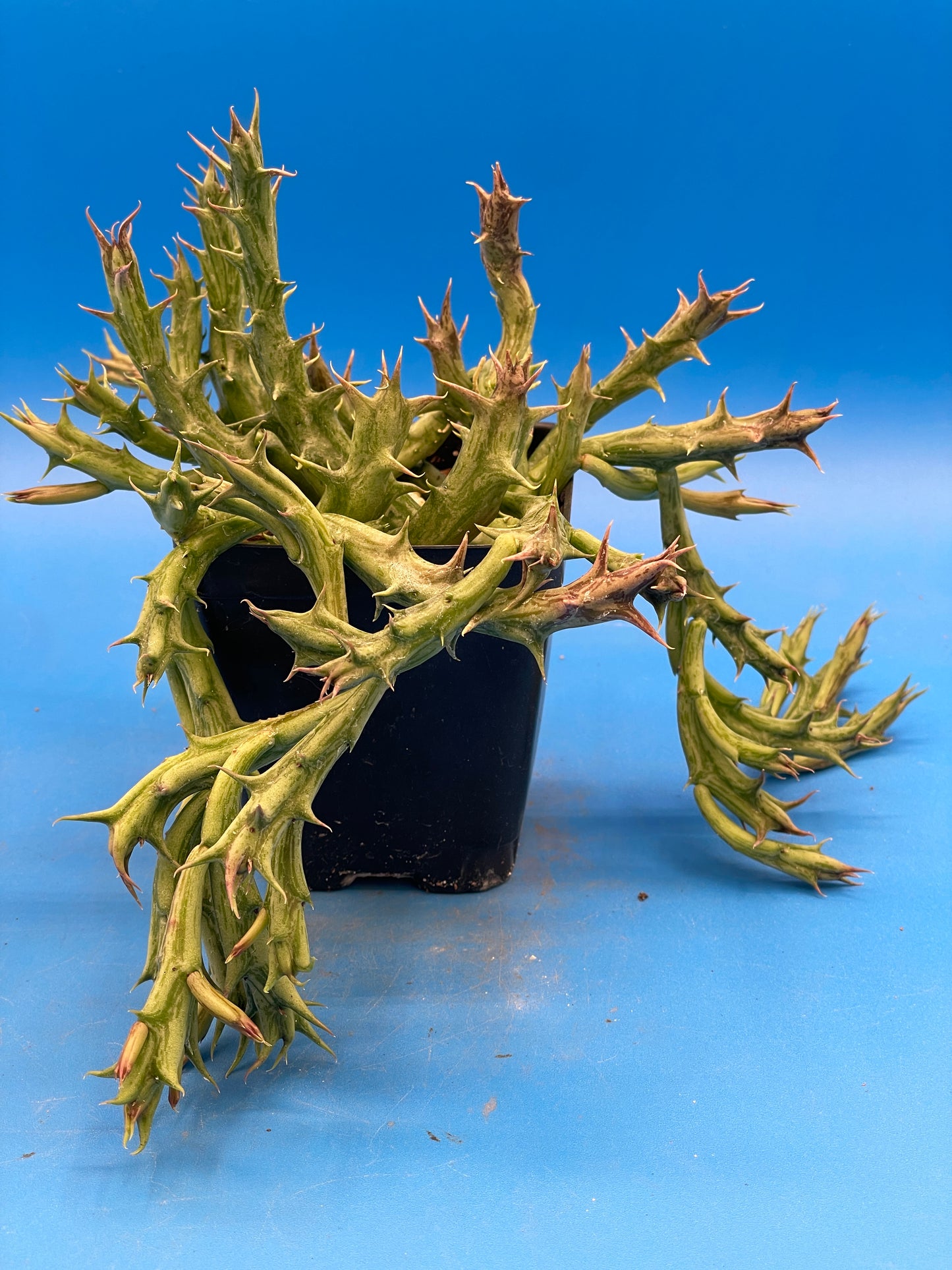 Orbea Dummeri - EXACT PLANT! GIANT! 3.5" Pot Ready 4 Hanging Basket! So Healthy!