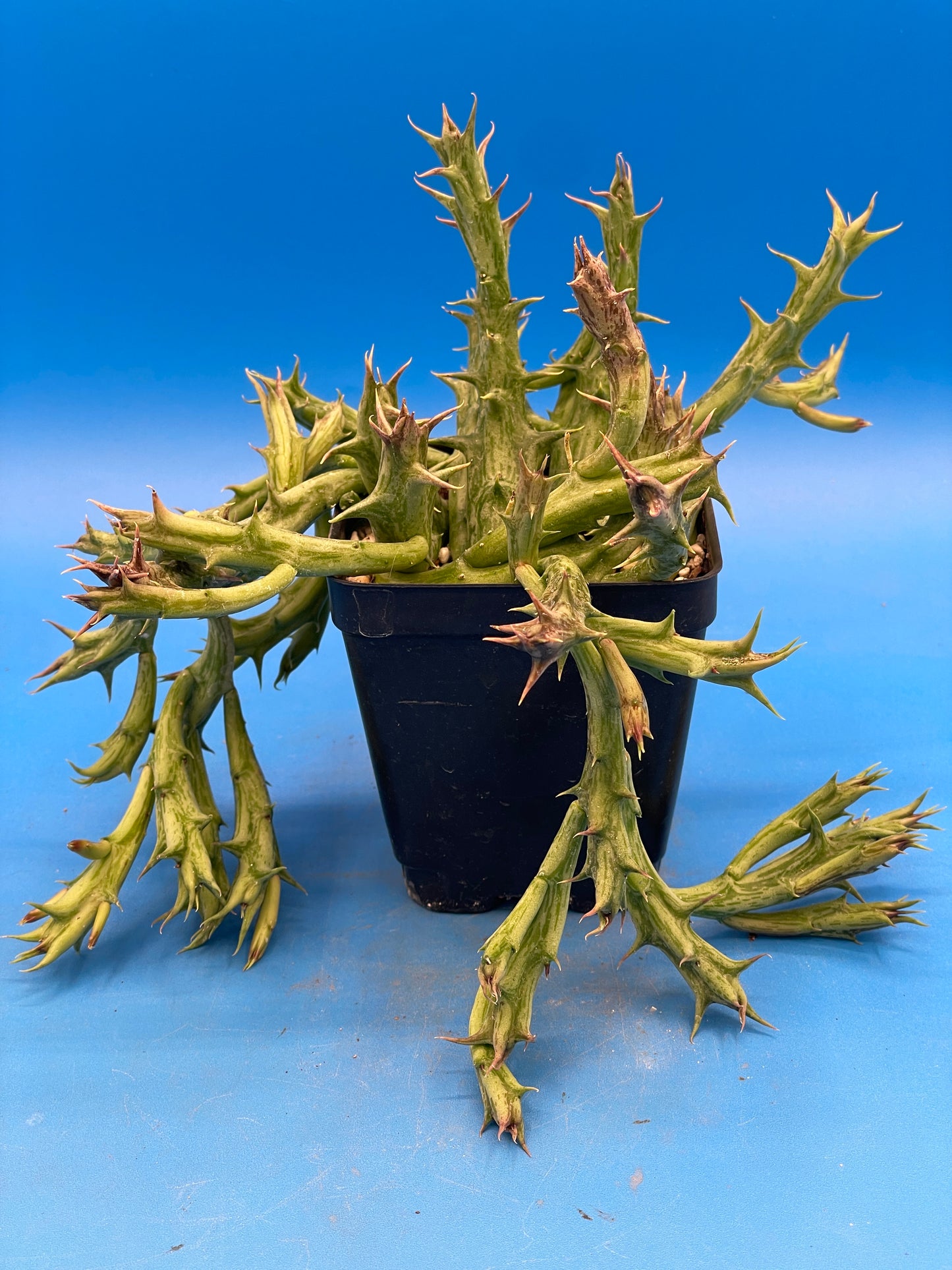 Orbea Dummeri - EXACT PLANT! GIANT! 3.5" Pot Ready 4 Hanging Basket! So Healthy!