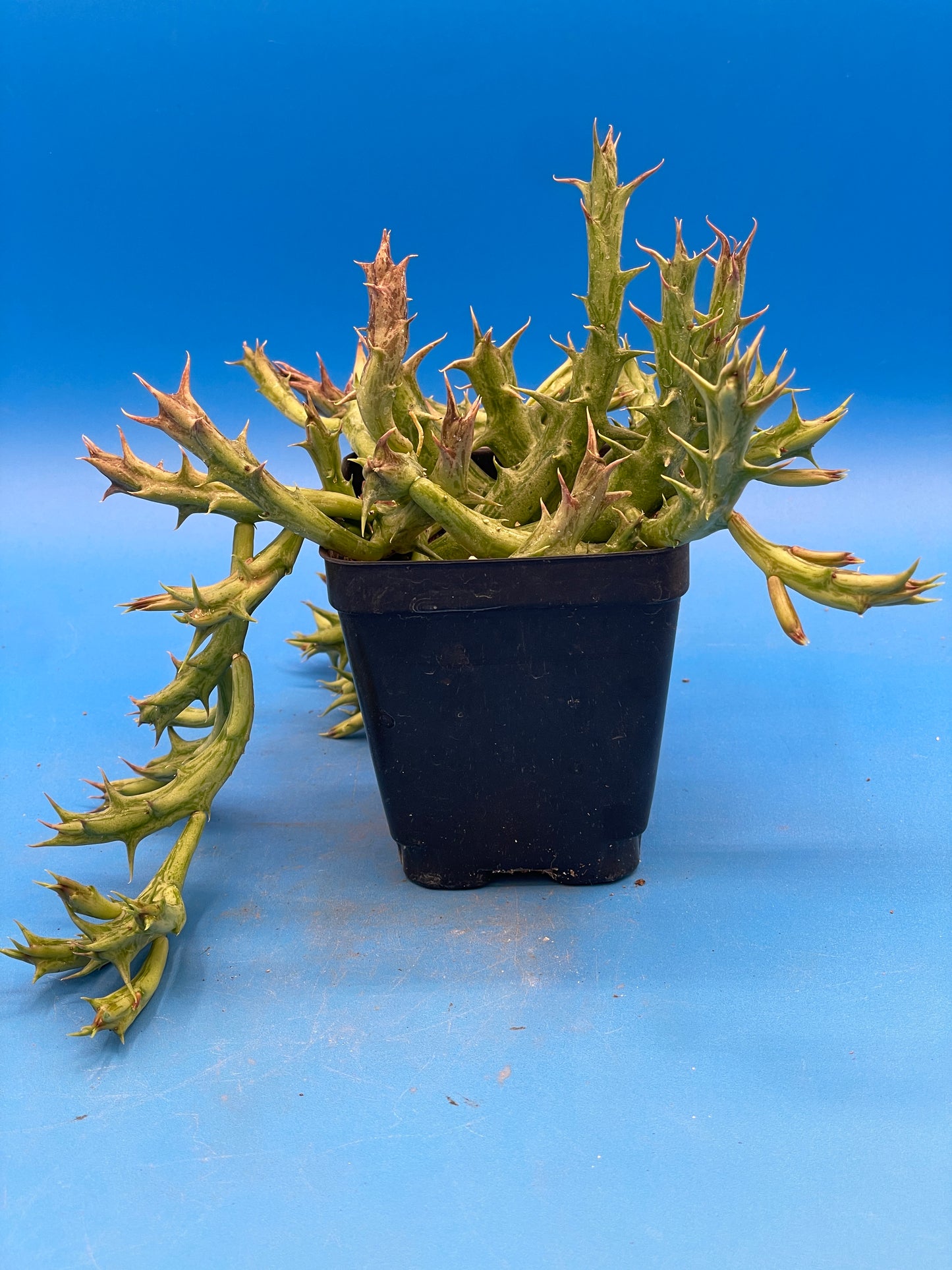 Orbea Dummeri - EXACT PLANT! GIANT! 3.5" Pot Ready 4 Hanging Basket! So Healthy!