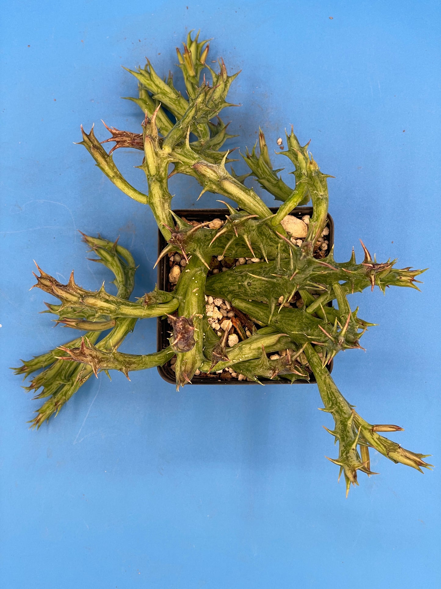 Orbea Dummeri - EXACT PLANT! GIANT! 3.5" Pot Ready 4 Hanging Basket! So Healthy!