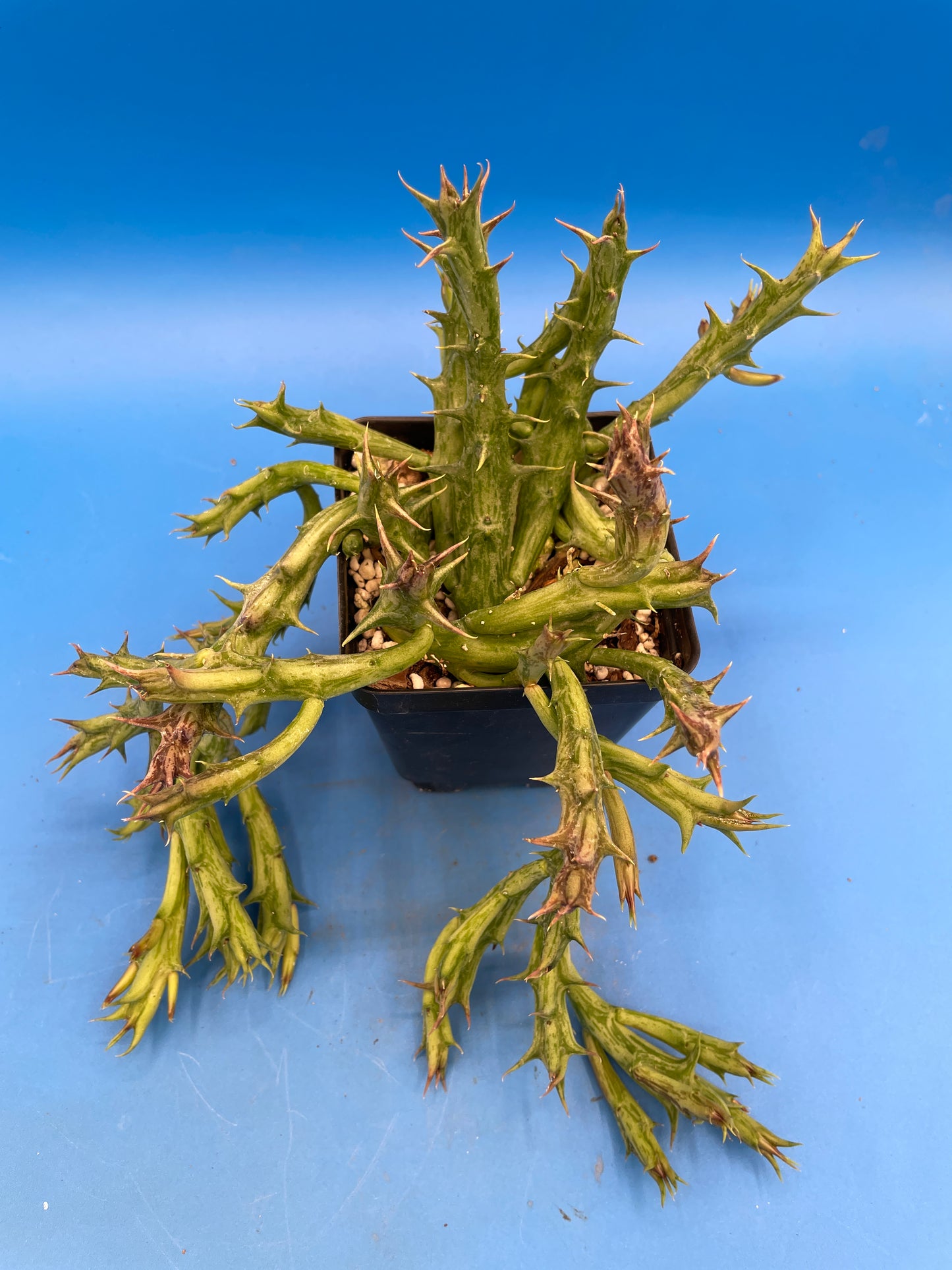 Orbea Dummeri - EXACT PLANT! GIANT! 3.5" Pot Ready 4 Hanging Basket! So Healthy!
