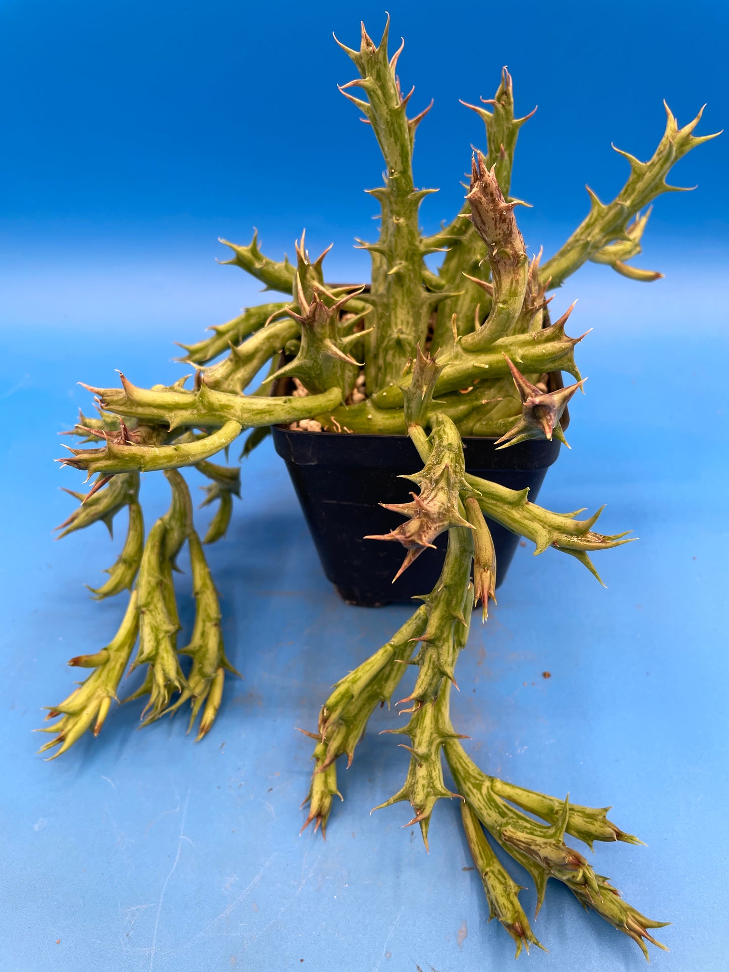 Orbea Dummeri - EXACT PLANT! GIANT! 3.5" Pot Ready 4 Hanging Basket! So Healthy!