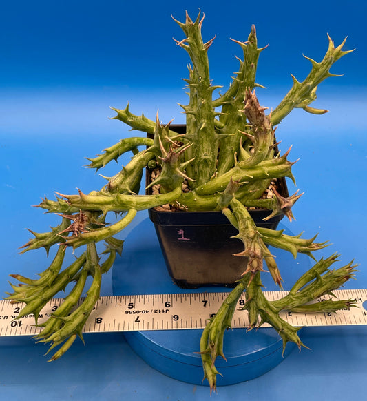 Orbea Dummeri - EXACT PLANT! GIANT! 3.5" Pot Ready 4 Hanging Basket! So Healthy!