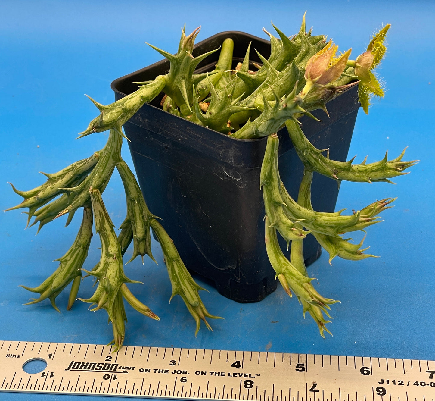 Orbea Dummeri BLOOMING-EXACT PLANT! 4" Pot WELL ROOTED Ready For Hanging Basket! 5-17-25 pics
