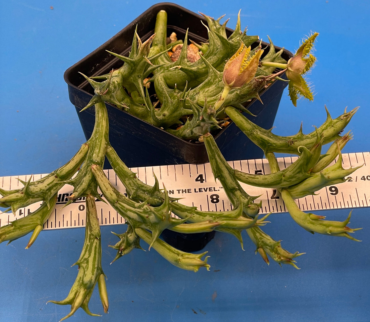 Orbea Dummeri BLOOMING-EXACT PLANT! 4" Pot WELL ROOTED Ready For Hanging Basket! 5-17-25 pics