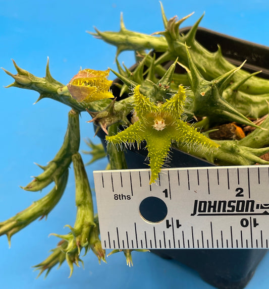 Orbea Dummeri BLOOMING-EXACT PLANT! 4" Pot WELL ROOTED Ready For Hanging Basket! 5-17-25 pics
