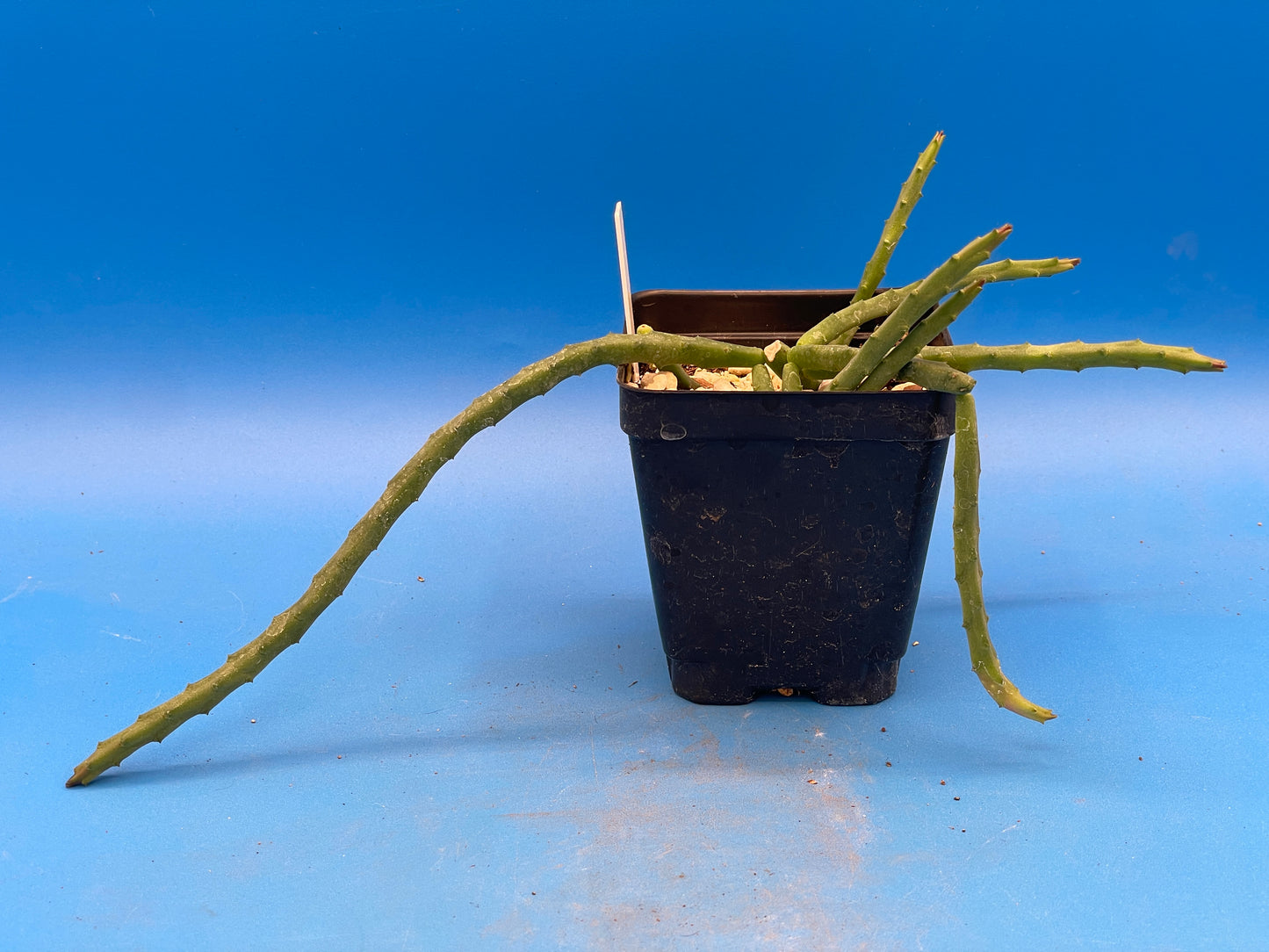 Huernia Pendula - 3.5" Pot - Bootlace Huernia - Fully Rooted - Blooming Size! No Shipping To California Or Arizona