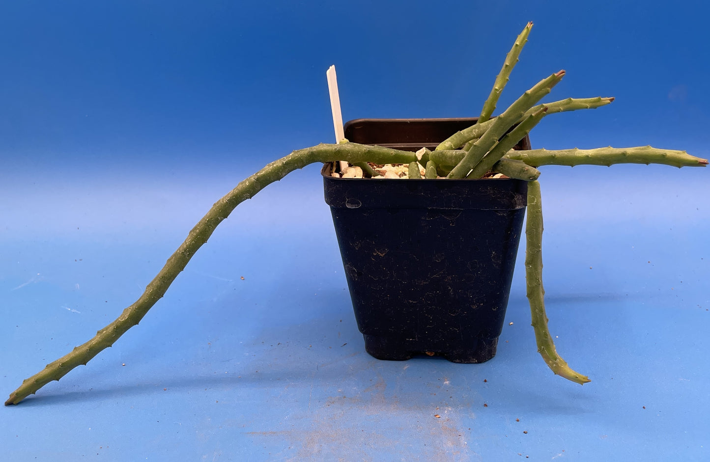 Huernia Pendula - 3.5" Pot - Bootlace Huernia - Fully Rooted - Blooming Size! No Shipping To California Or Arizona