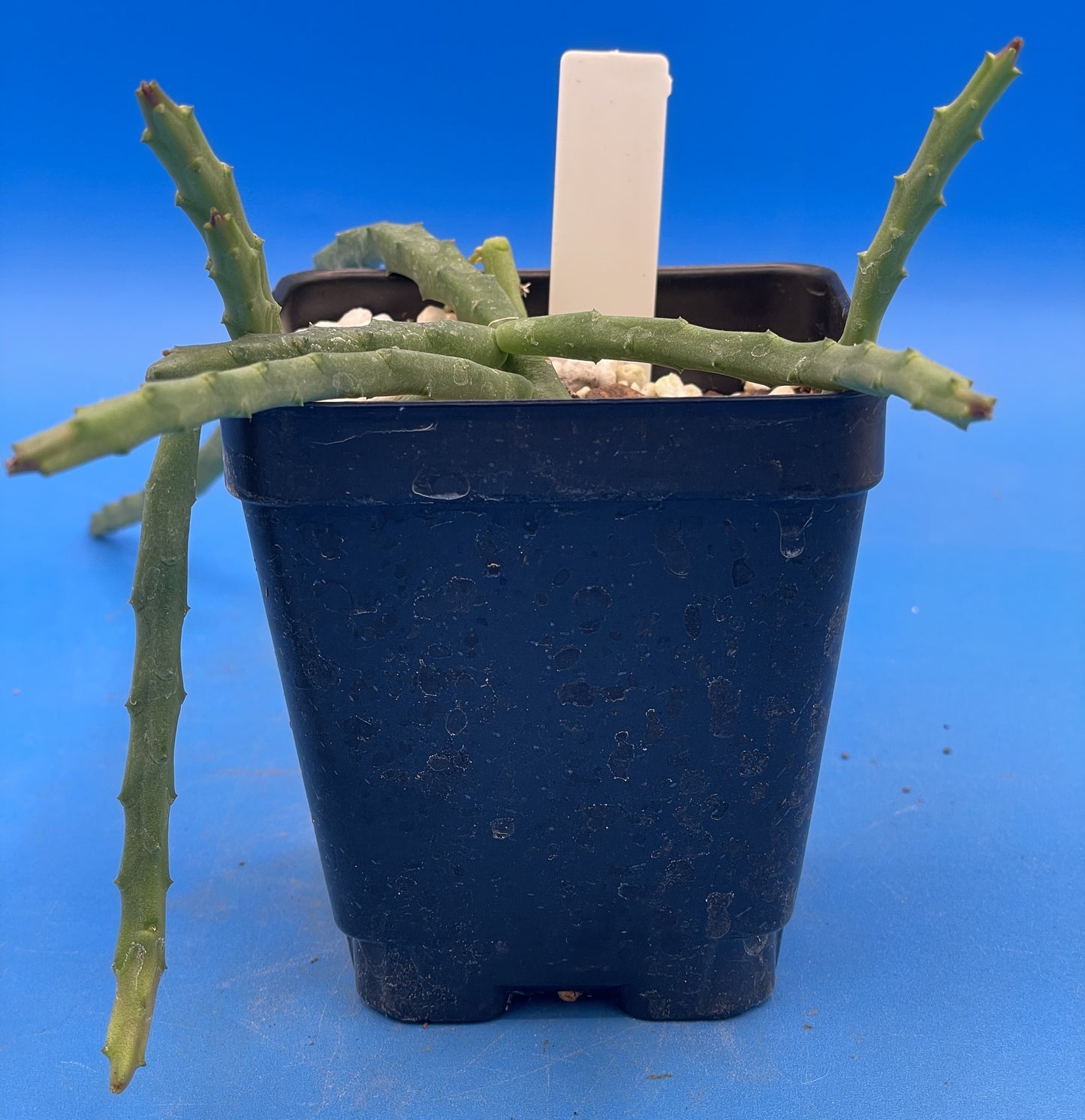 Huernia Pendula - 3.5" Pot - Bootlace Huernia - Fully Rooted - Blooming Size! No Shipping To California Or Arizona