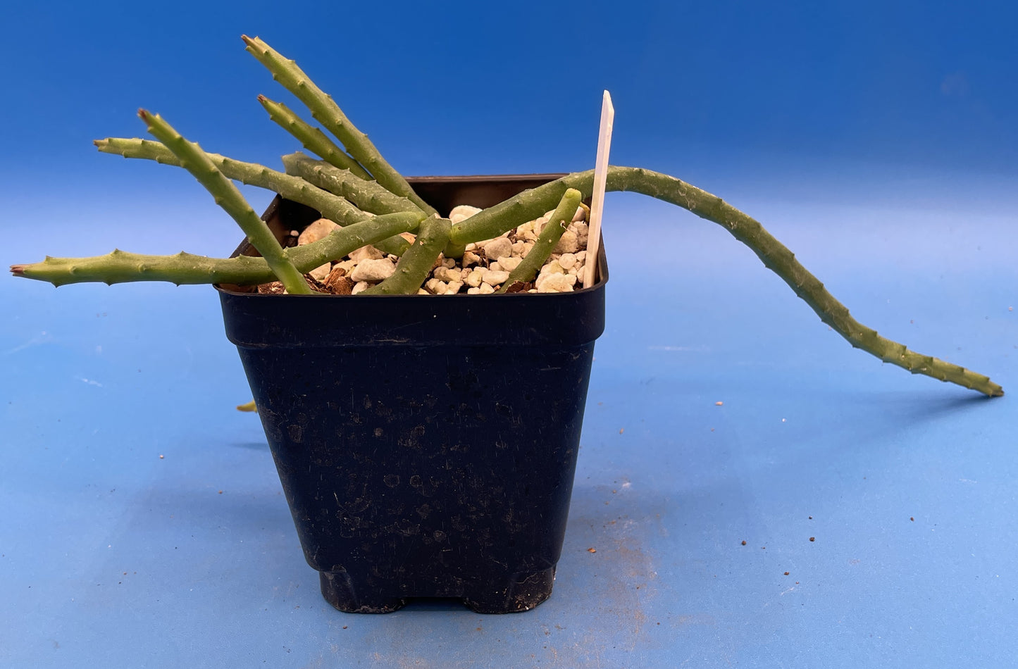 Huernia Pendula - 3.5" Pot - Bootlace Huernia - Fully Rooted - Blooming Size! No Shipping To California Or Arizona