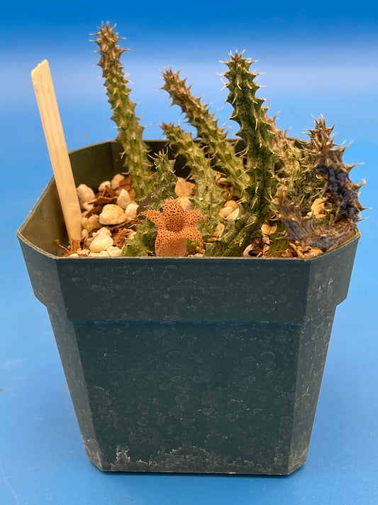 Stapelianthus Decaryi Extremely Rare - ROOTED - Growing In 3.5" Pot (#1) - Cannot Ship To California Or Arizona