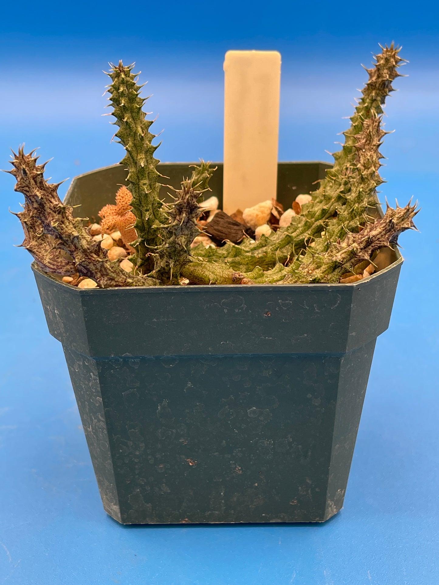 Stapelianthus Decaryi Extremely Rare - ROOTED - Growing In 3.5" Pot (#1) - Cannot Ship To California Or Arizona