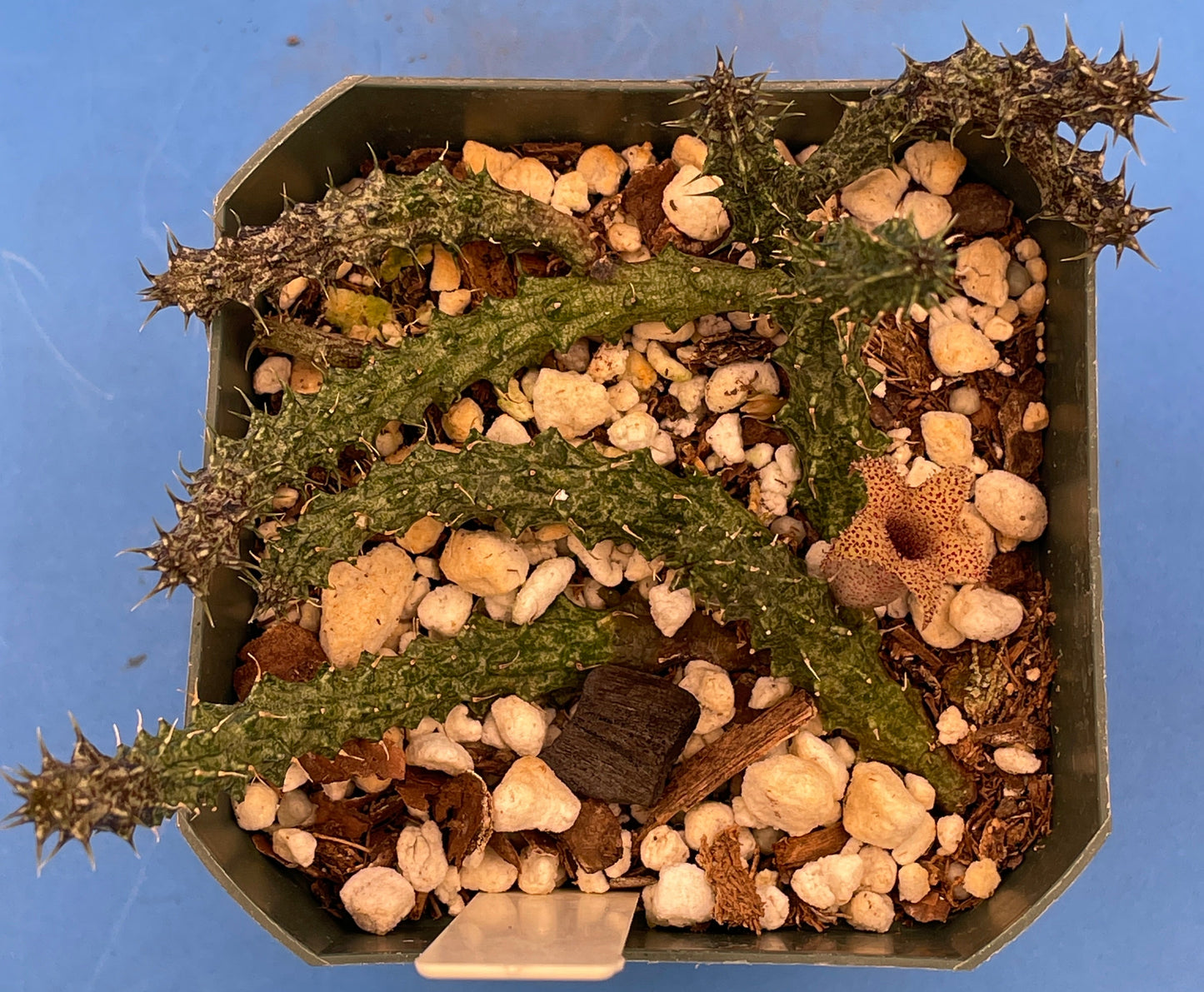 Stapelianthus Decaryi Extremely Rare - ROOTED - Growing In 3.5" Pot (#1) - Cannot Ship To California Or Arizona