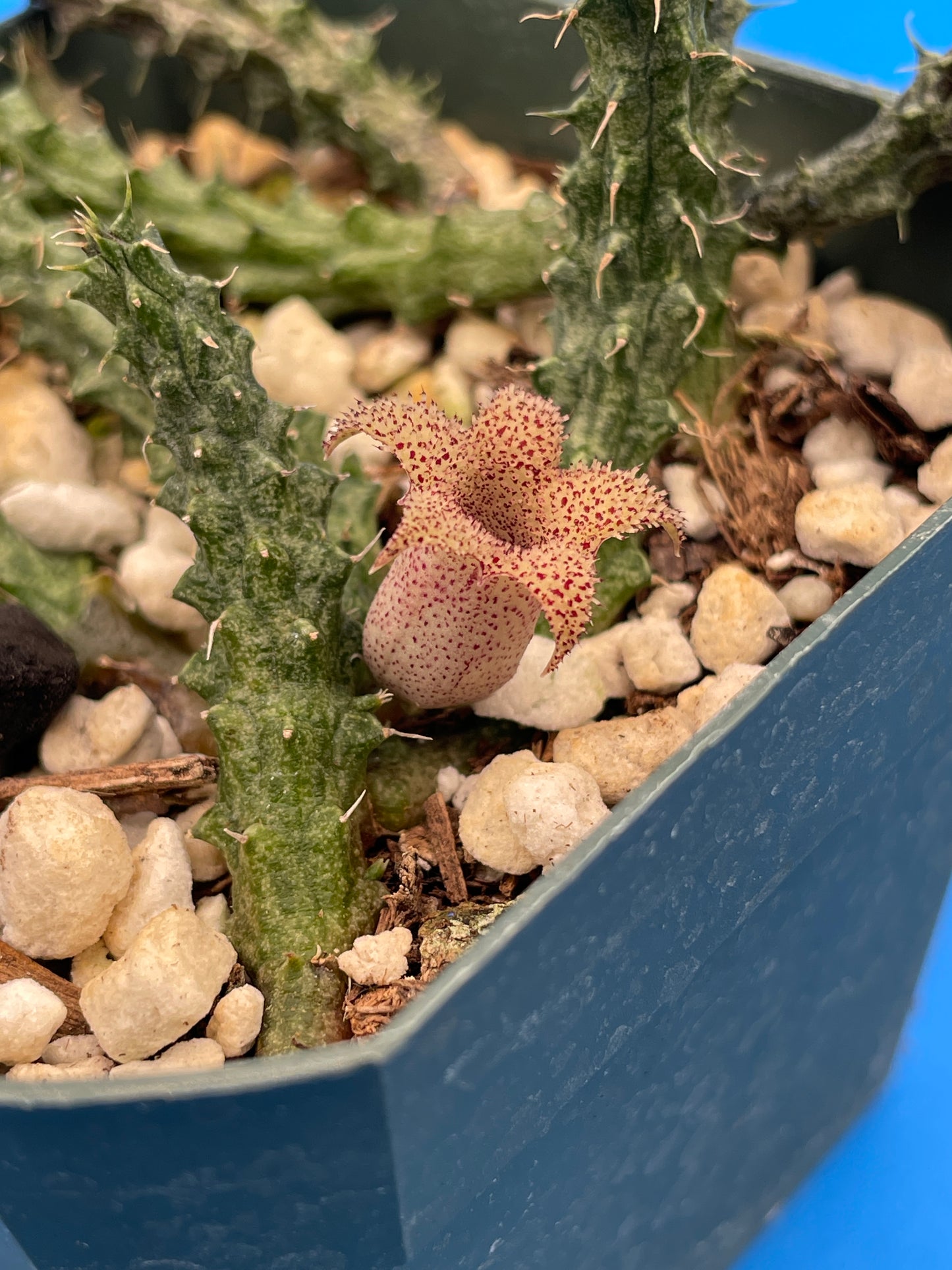 Stapelianthus Decaryi Extremely Rare - ROOTED - Growing In 3.5" Pot (#1) - Cannot Ship To California Or Arizona