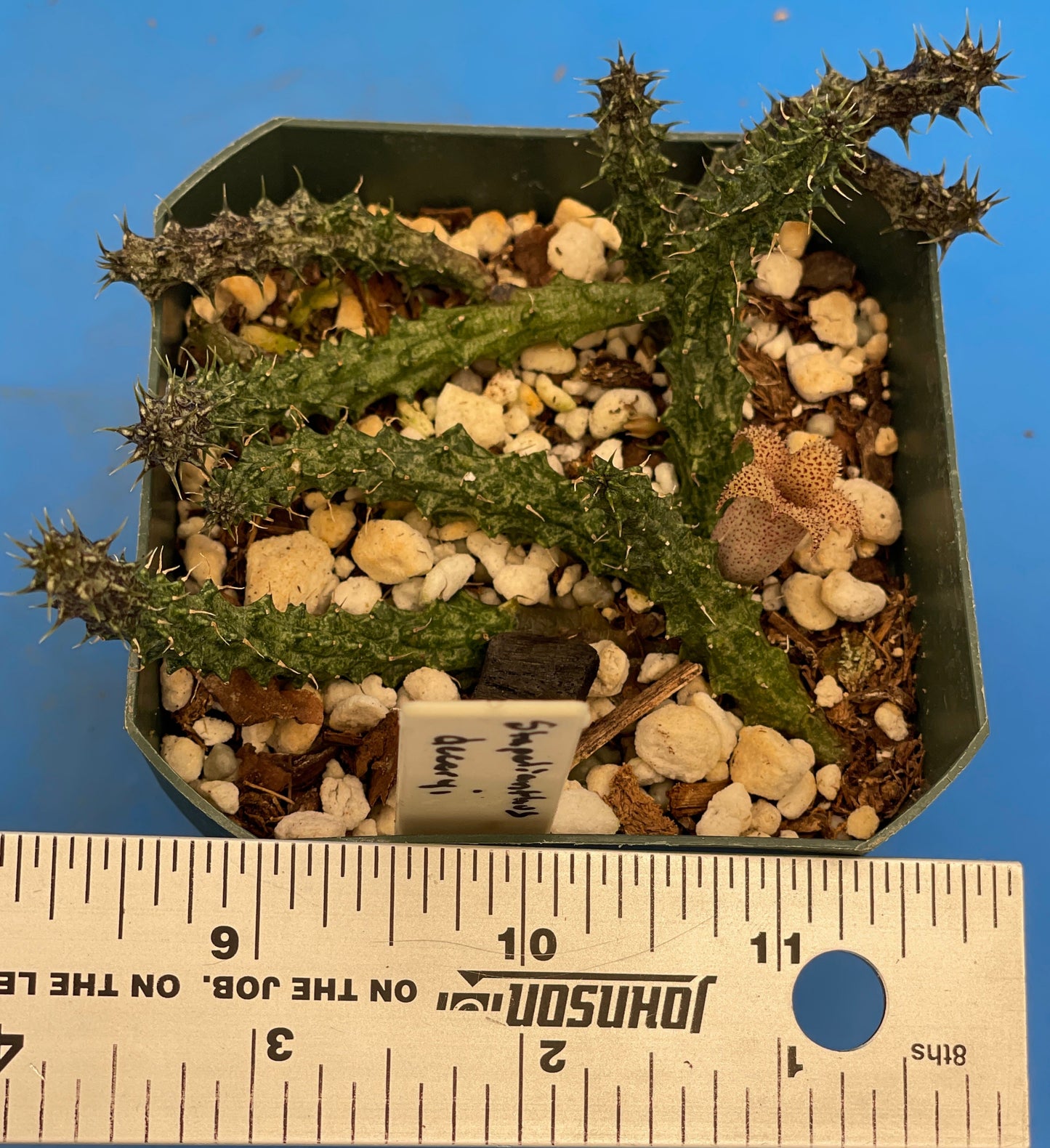 Stapelianthus Decaryi Extremely Rare - ROOTED - Growing In 3.5" Pot (#1) - Cannot Ship To California Or Arizona