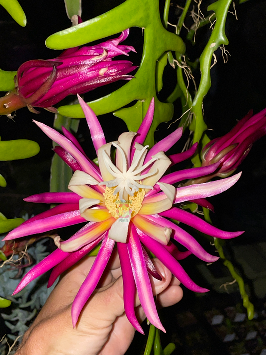 Ric-Rac Cactus - Selenicereus anthonyanus - Fully Rooted In 3" Starter Pot