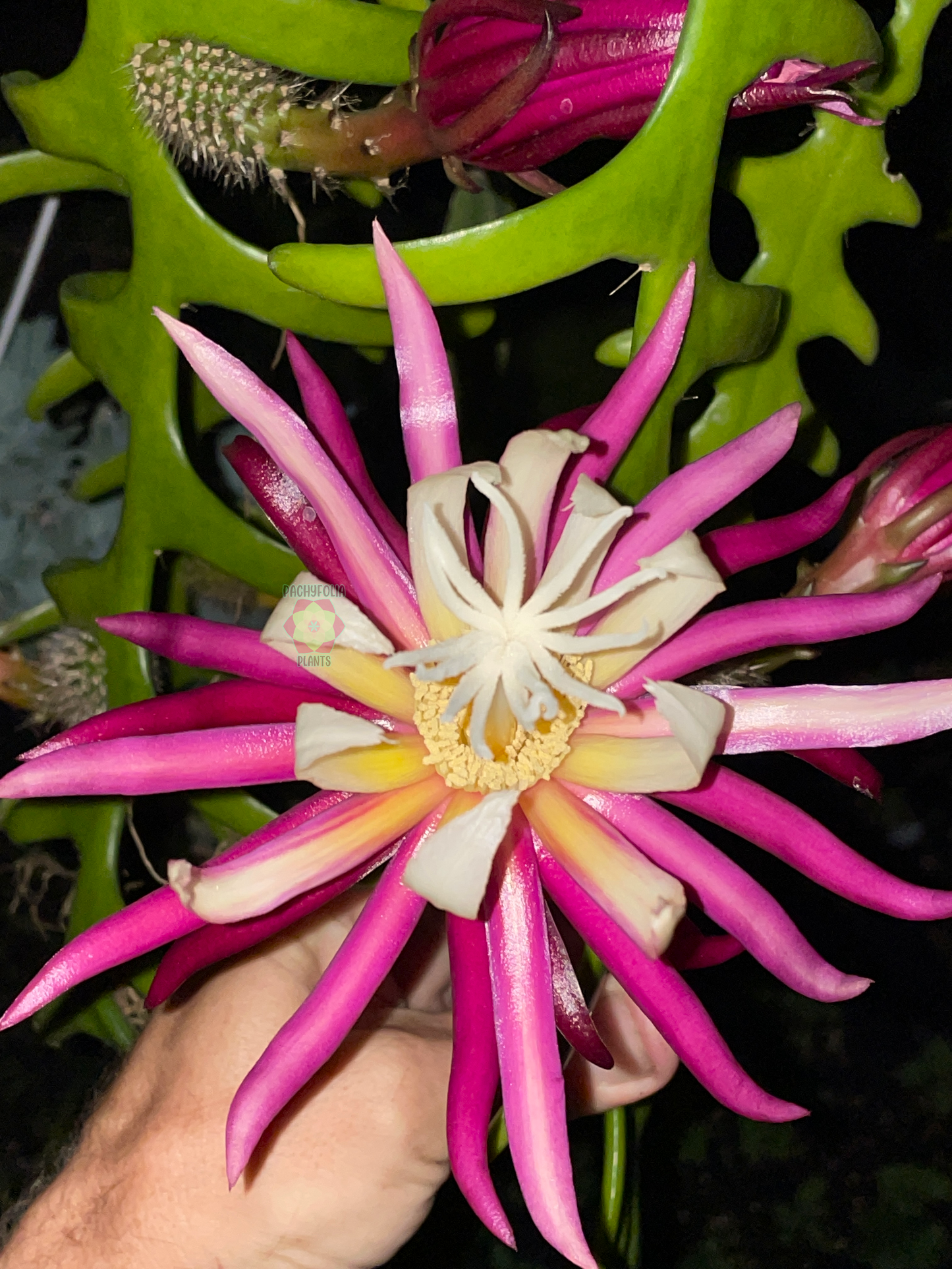 Ric-Rac Cactus - Selenicereus anthonyanus - Fully Rooted In 3" Starter Pot