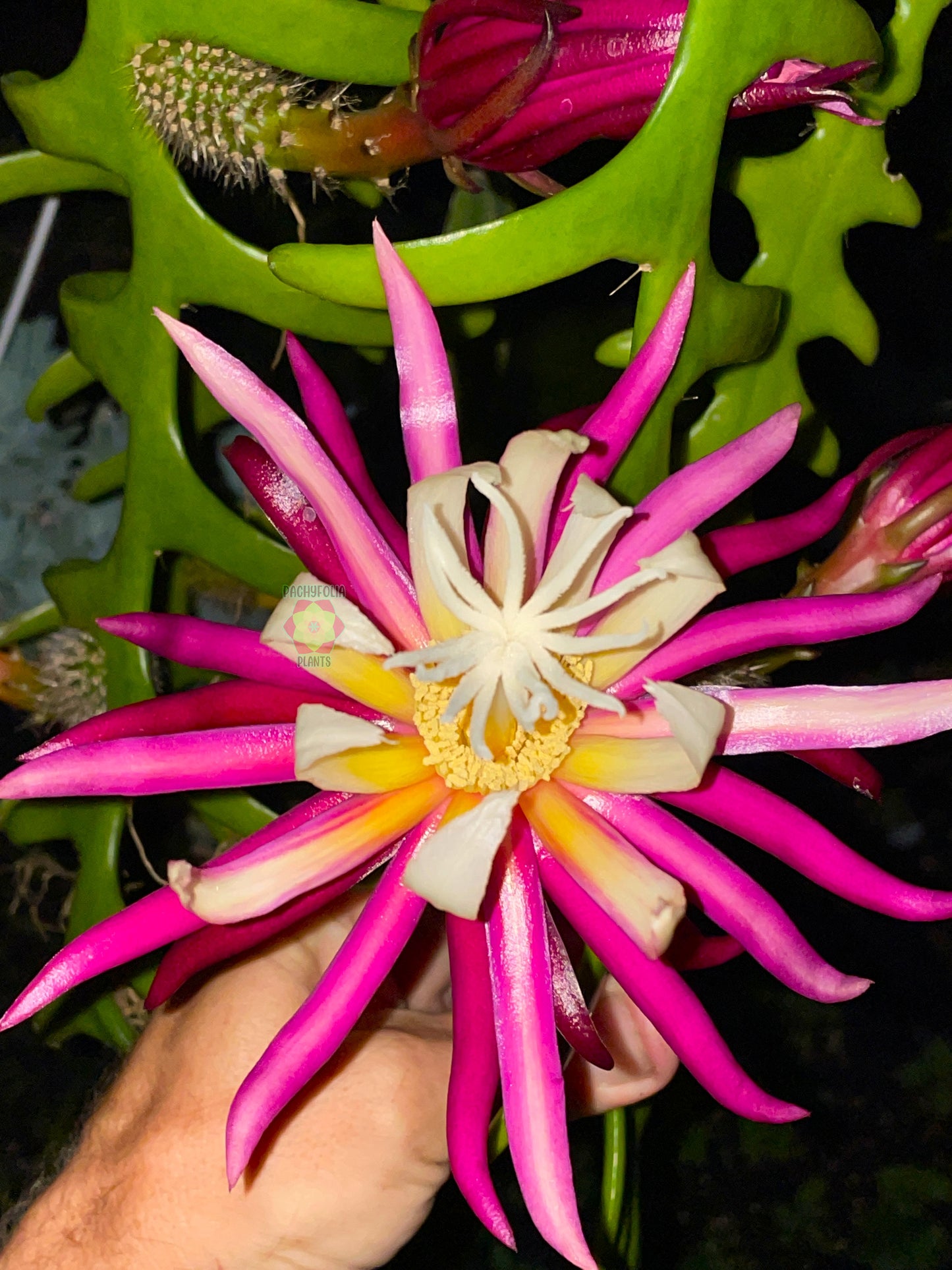 Selenicereus anthonyanus - Ric-Rac Cactus - 3" Starter Pot