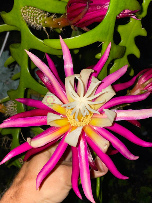 Ric-Rac Cactus - Selenicereus anthonyanus - Fully Rooted In 3" Starter Pot