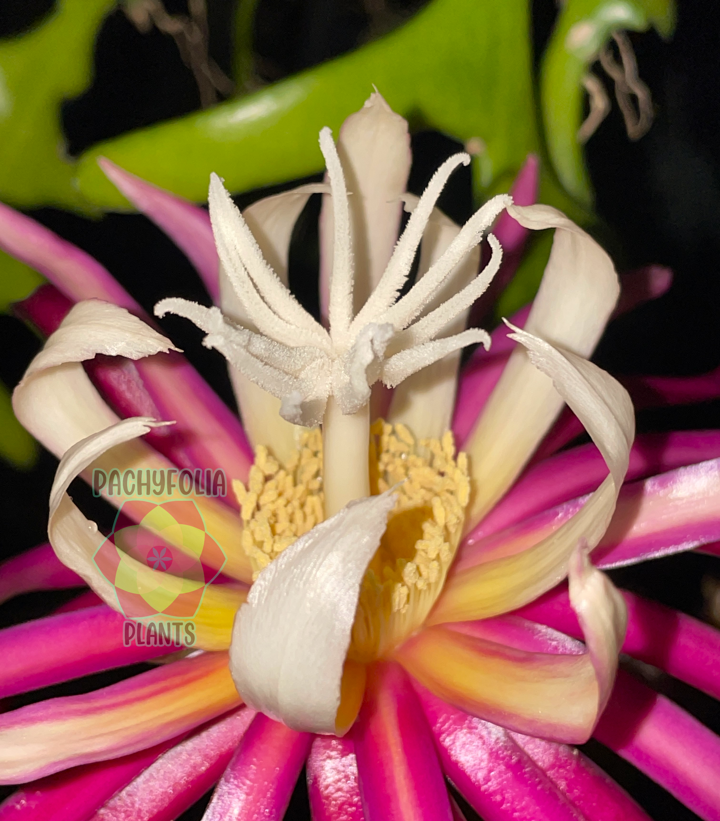 Ric-Rac Cactus - Selenicereus anthonyanus - Fully Rooted In 3" Starter Pot