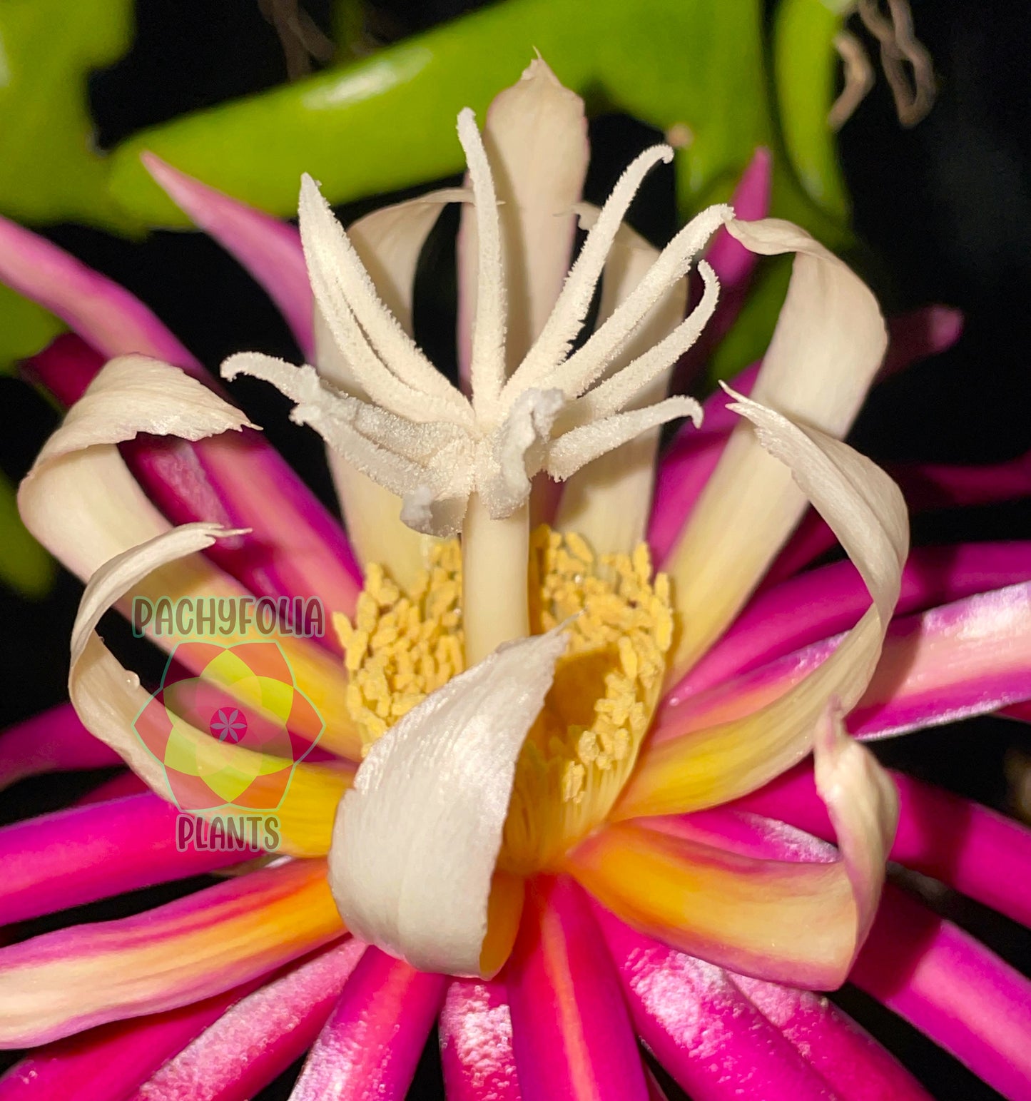 Selenicereus anthonyanus - Ric-Rac Cactus - 3" Starter Pot