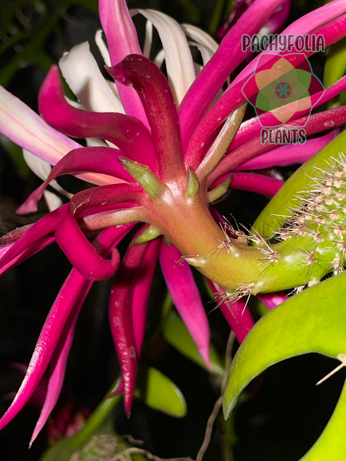 Ric-Rac Cactus - Selenicereus anthonyanus - Fully Rooted In 3" Starter Pot