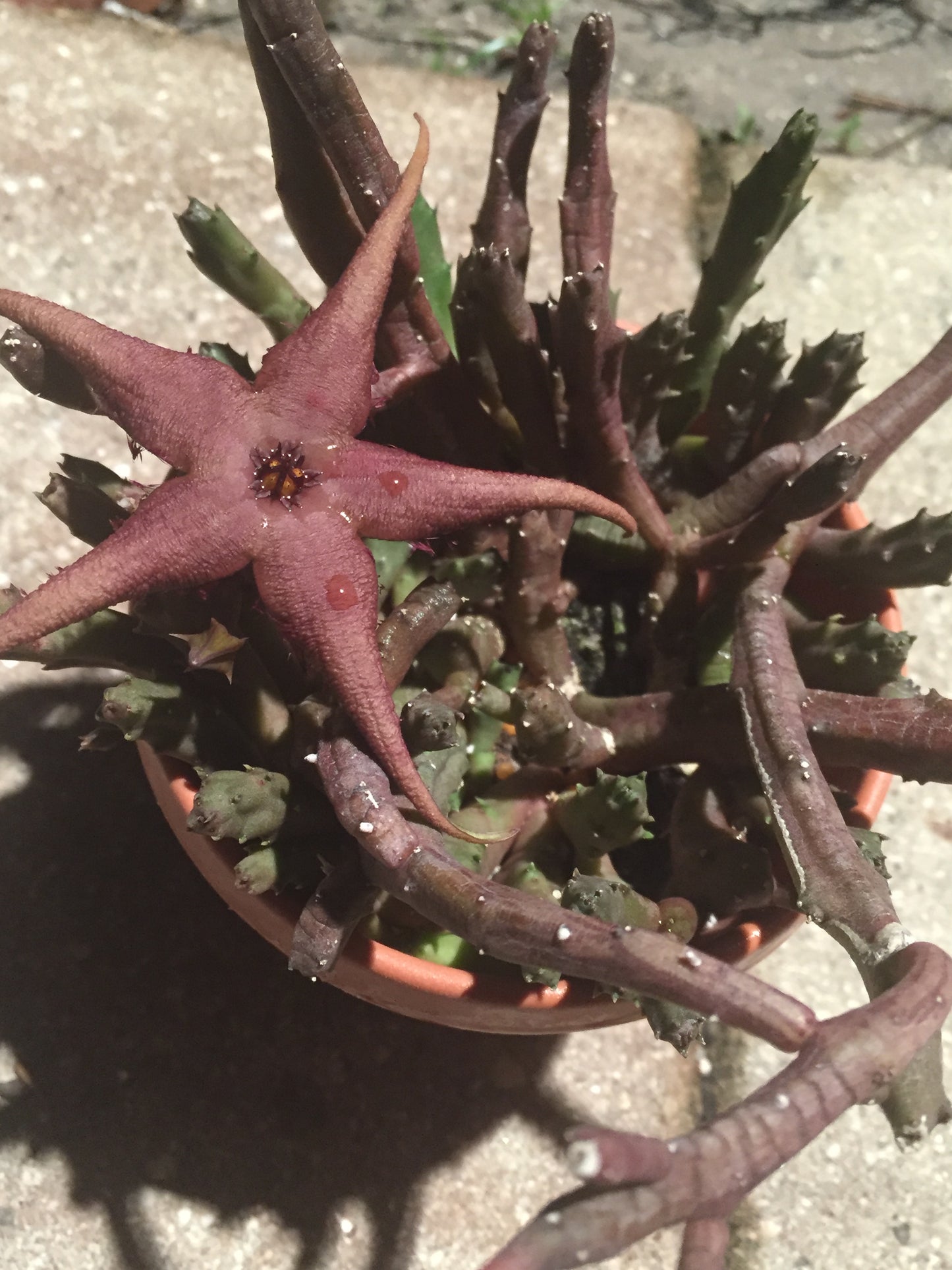 Stapelia Schinzii var. Angolensis 3.5 Inch Potted Plant WELL ROOTED