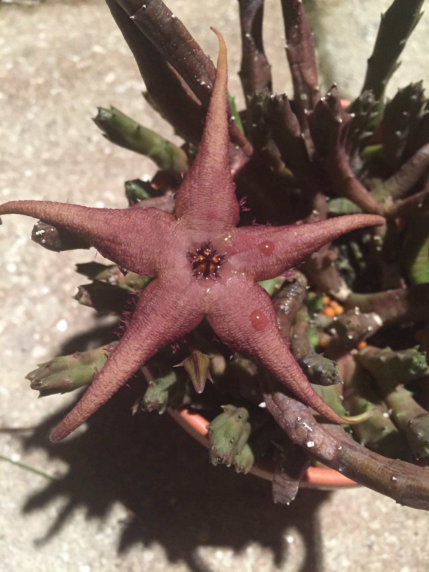 Stapelia Schinzii var. Angolensis 3.5 Inch Potted Plant WELL ROOTED