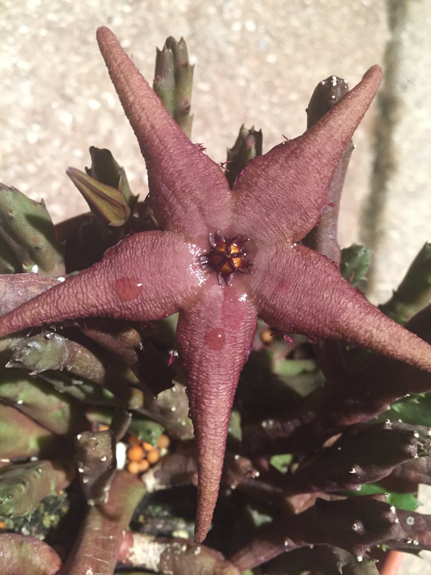 Stapelia Schinzii var. Angolensis 3.5 Inch Potted Plant WELL ROOTED