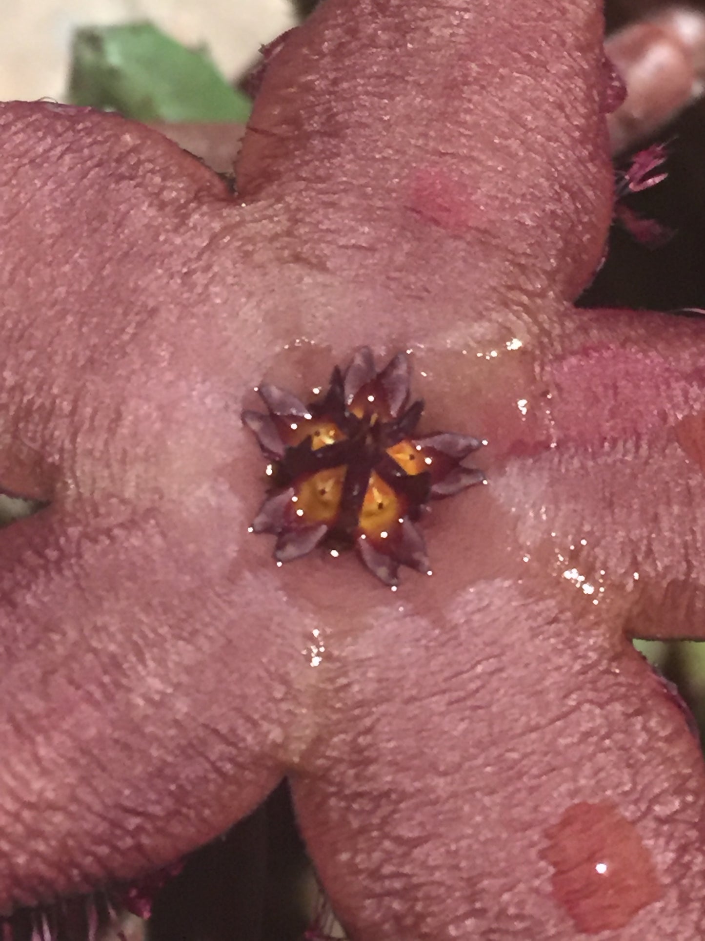 Stapelia Schinzii var. Angolensis 3.5 Inch Potted Plant WELL ROOTED