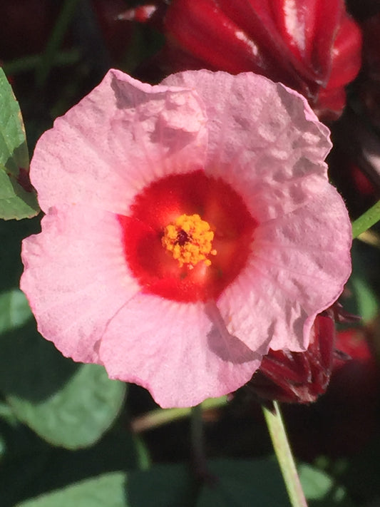Hibiscus, Roselle -Live Plant 3" Starter Pot - Hibiscus sabdariffa - Tea Anyone?