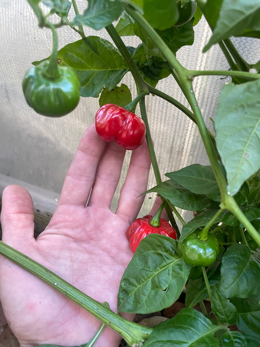 Scotch Bonnett Pepper Live Plant in 3" Starter Pot - Capsicum Chinense