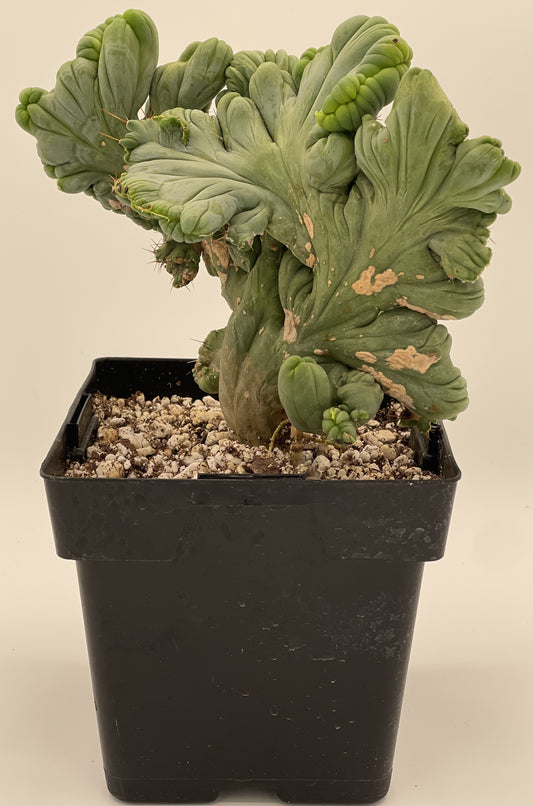 Crested Monstrose Pen15 Cactus In 5.5 Inch Pot - So Weird! Rare!